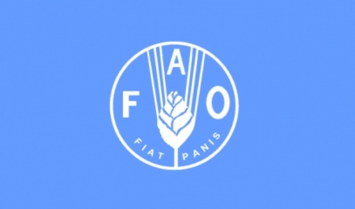 Флаг Продовольственная и сельскохозяйственная организация ООН